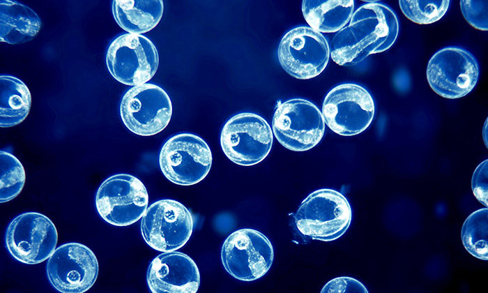 美国红鱼濒临灭绝,在美国把野生保护动物带回中国