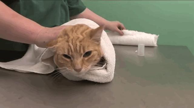 猫咪有一只耳朵很多黑色分泌物,猫咪耳朵褐色分泌物