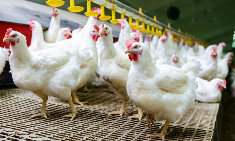 如何分辨虚寒下痢和泻热下痢,预防家禽白痢