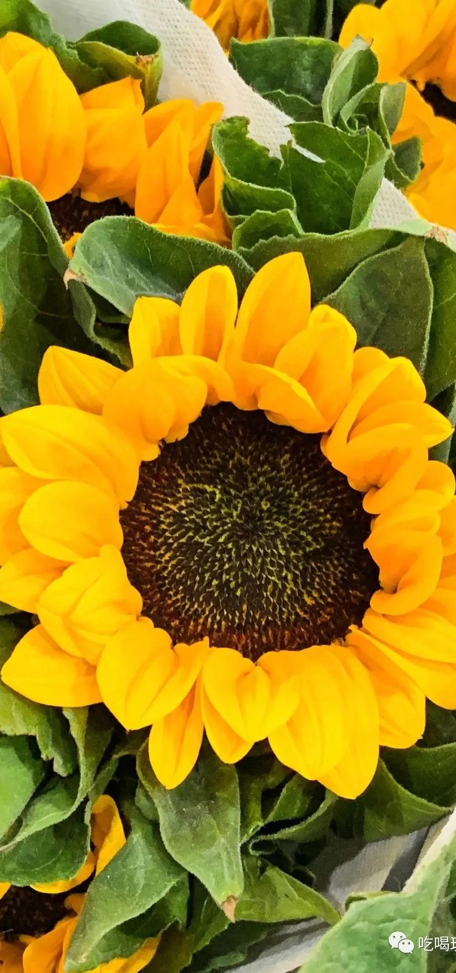 北京花市攻略大全,北京最美赏花景点