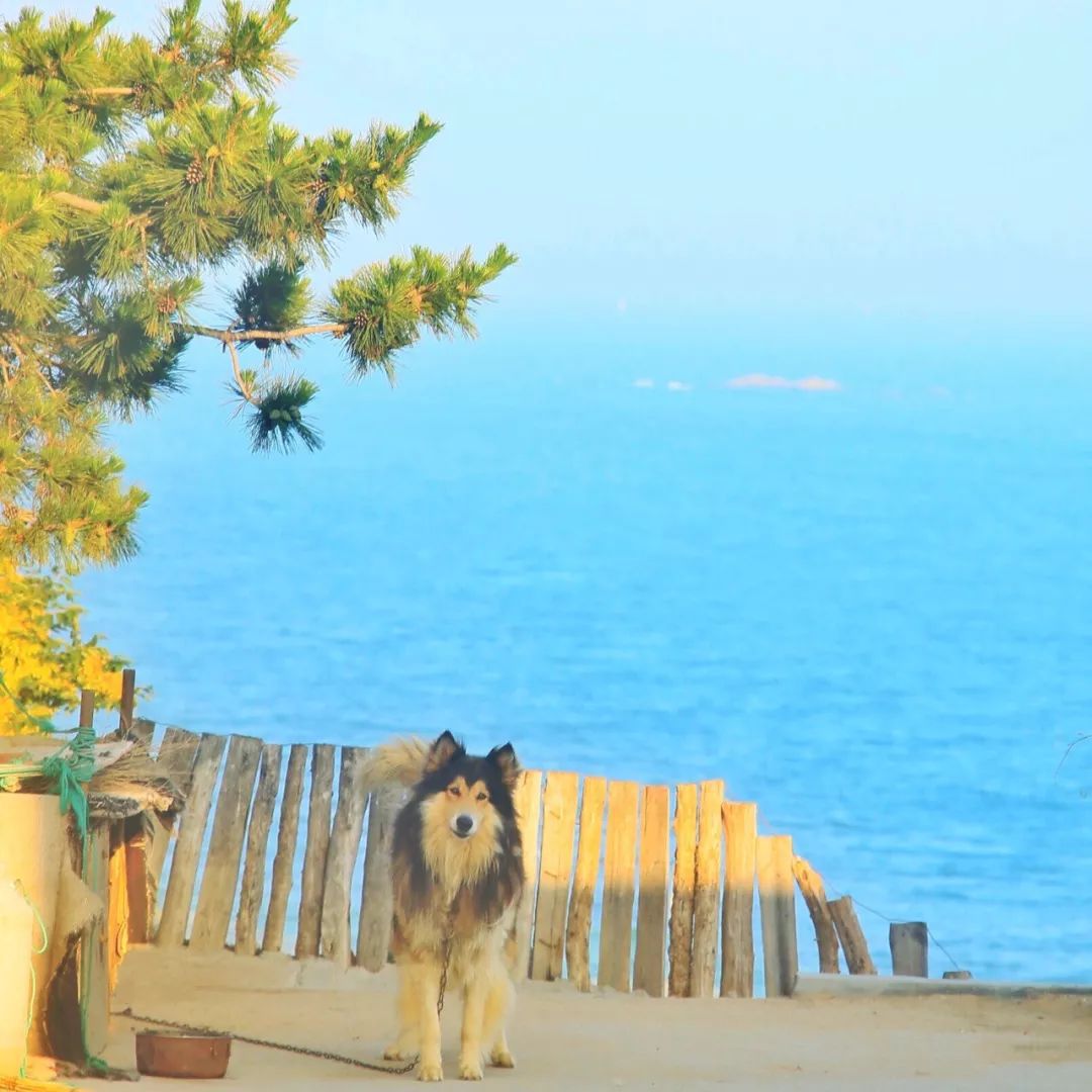 三亚和青岛旅游哪里好,三亚和青岛哪个好玩