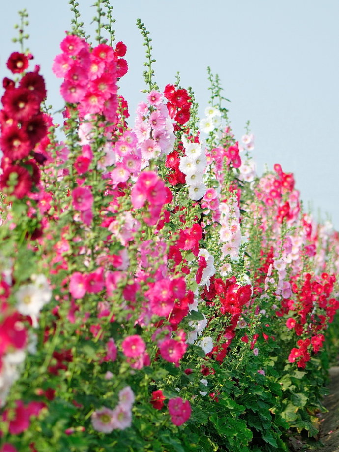 绿化带常见植物名称及图片,100种绿化带或路边常见的花草