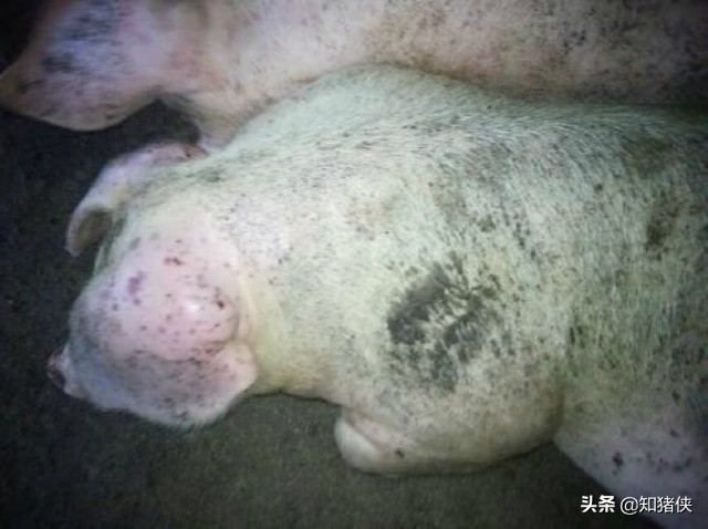 猪耳朵肿大怎么办,猪耳朵有个大包怎么治