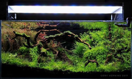 草缸有必要用专业的灯吗,草缸用普通的led灯可以吗