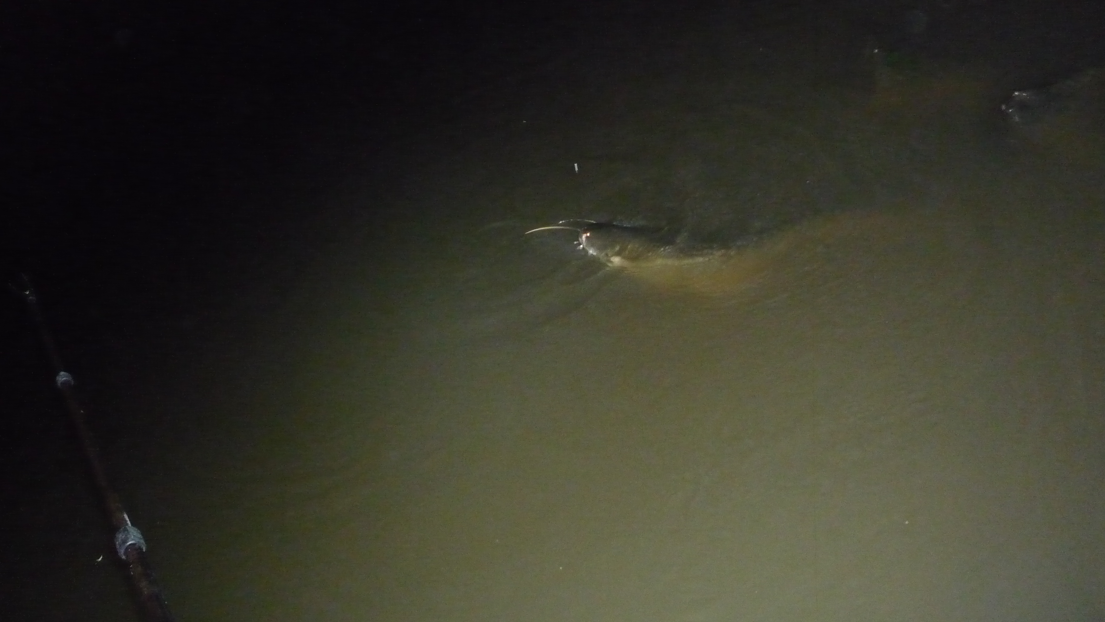 新手野钓用什么饵最好,深水野钓用饵技巧