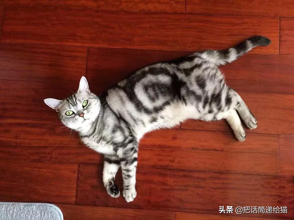 猫故事书籍,猫故事小说