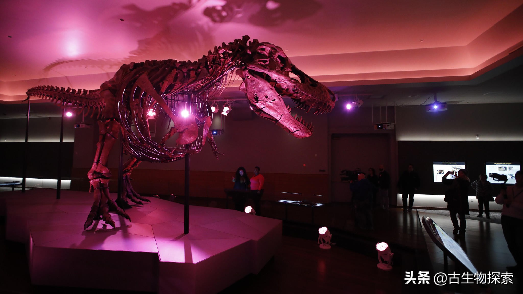 古生物学家恐龙化石霸王龙,中国发现霸王龙化石