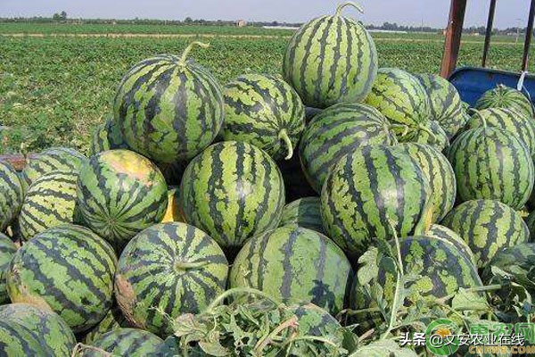 中国最好吃的西瓜品牌排行,中国最好吃的西瓜是什么品种
