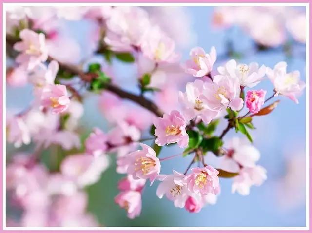 魔都赏花旅游攻略,魔都春季赏花好地方