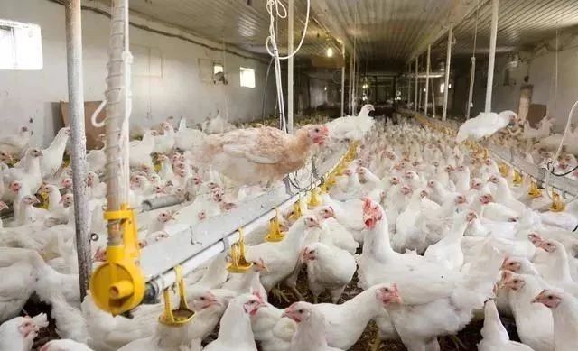 农牧板块最新预期,农业养殖板块后市分析