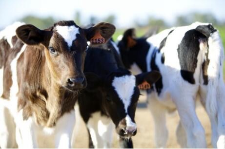 澳洲奶粉近期涨价了吗,2022年澳洲的奶制品是否涨价