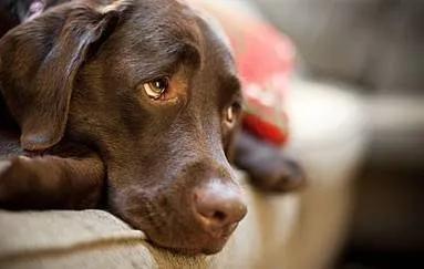 狗狗夏季皮肤病用什么药,狗狗得皮肤癌怎么治