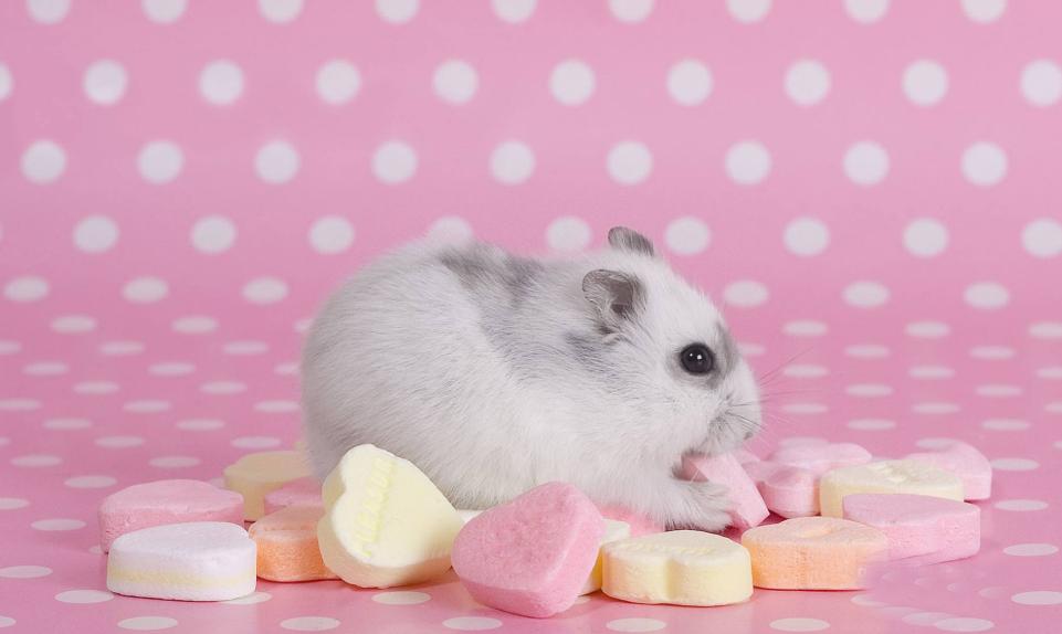 养仓鼠需要注意的几件事,养仓鼠新手要注意哪些事项