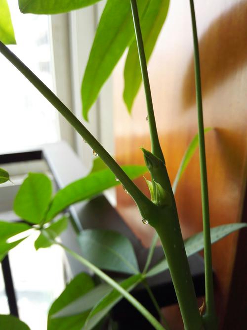 发财树爱光吗,发财树爱黄叶