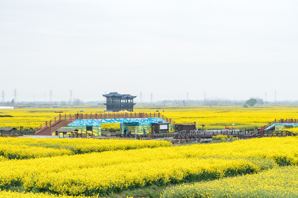 踏春赏花正当时，打卡千垛水上油菜花！玩转兴化景点美食全攻略