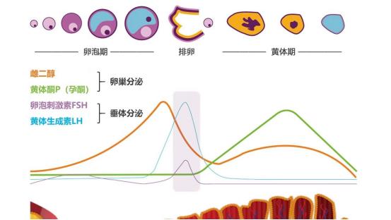 检查出多囊但是按时来月经,检查出多囊肾但是医生说没事