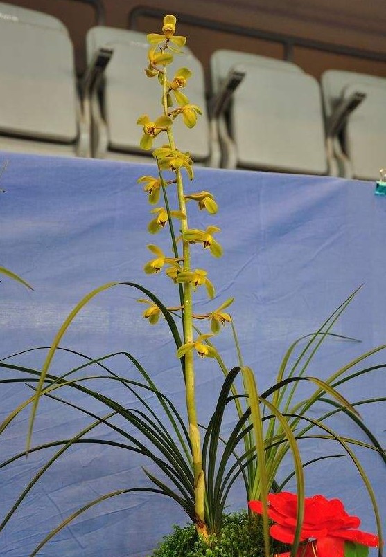 老八种蕙兰花品种,蕙兰新八种价格表