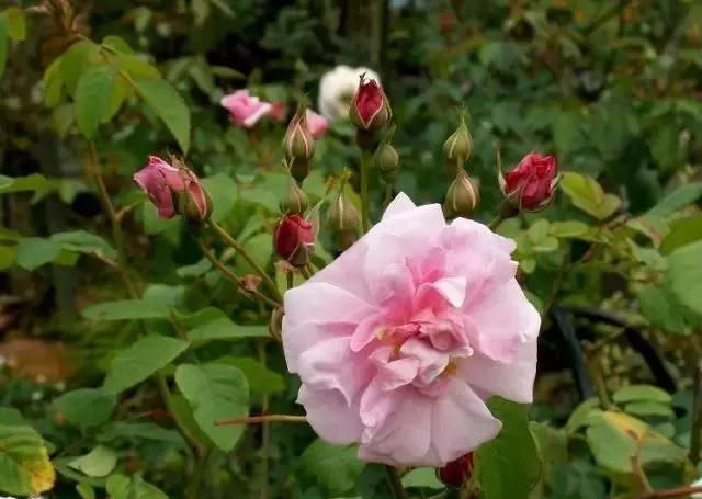 每天学习一点点女性小常识,每天学习一点点科普一下