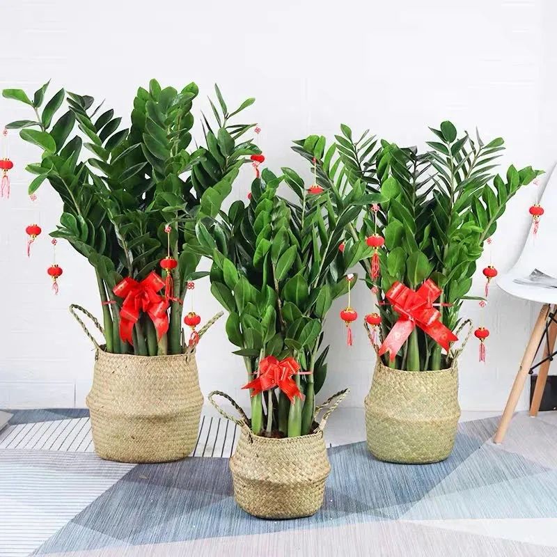 家里养花养得好代表什么,家里养花大全及寓意