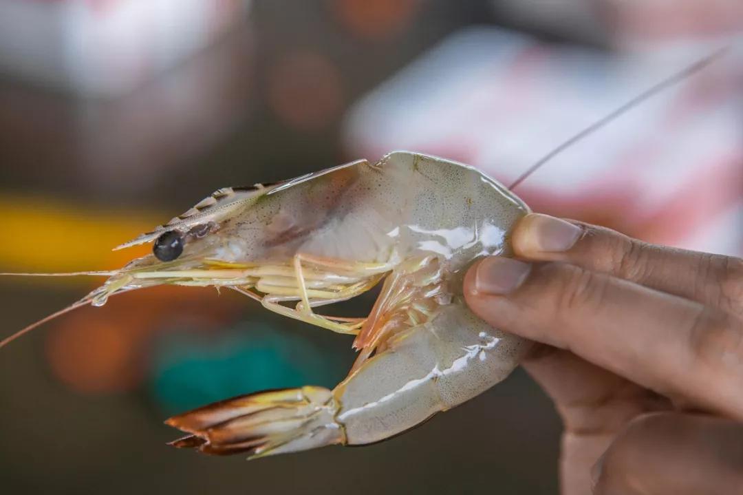 补肾健脾固精的海产品都有哪些呢,温肾固精的食物有哪几种