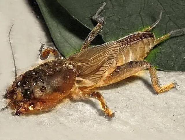 那些年我们吃过的苦,那些年我们吃过的山珍海味