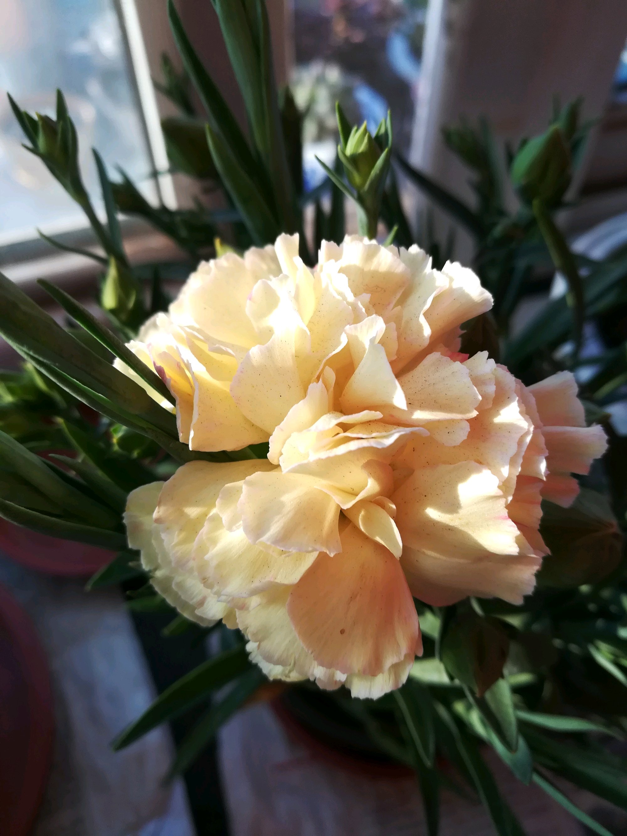 盆栽康乃馨晒枯萎怎么补救,康乃馨盆栽花枯萎怎么修剪