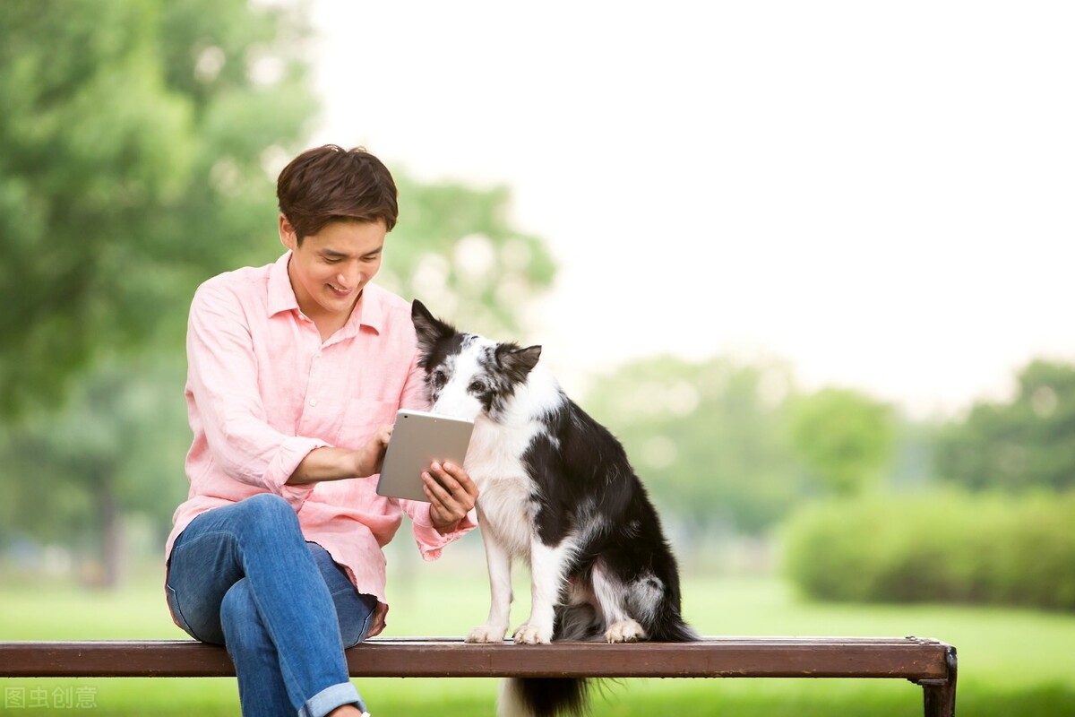新手如何饲养狗狗,最适合新手饲养的狗狗