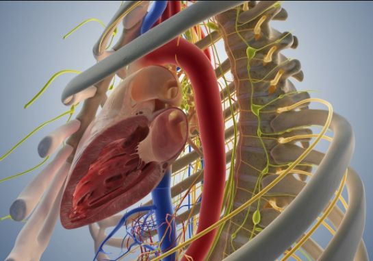 胸椎损伤的治疗,胸椎损伤怎样治