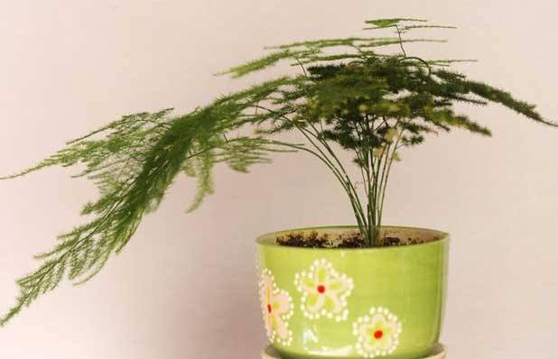 绿萝长得太旺盛可以在家里养吗,家里绿萝怎么养好看又不发臭