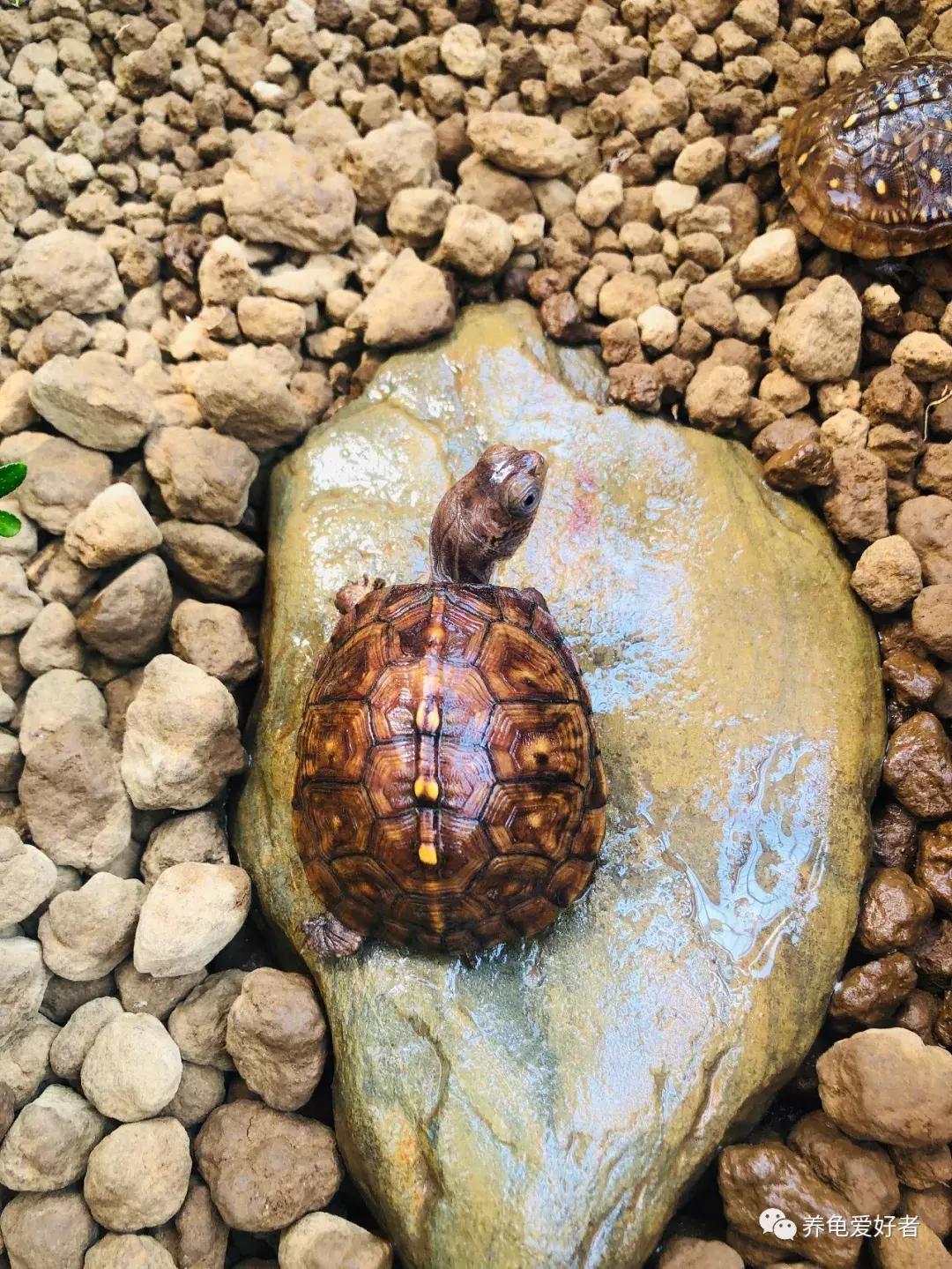 龟什么时候进入冬眠状态,龟大概什么时候结束冬眠