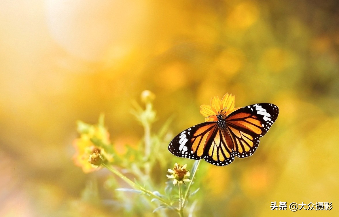 他7年专注拍蝴蝶,获“蝶痴”、“蝶仙”雅号