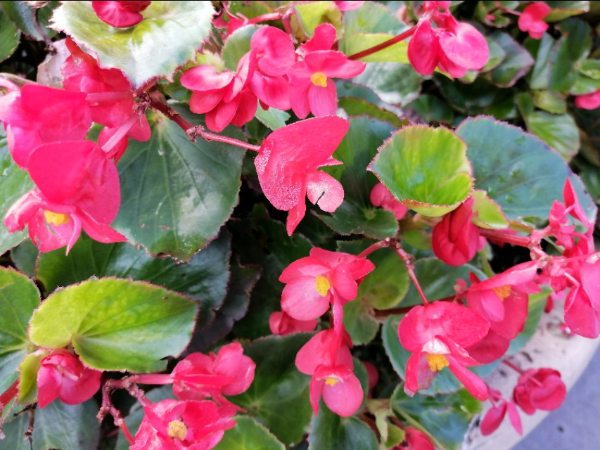 什么绿植吸收甲醛最好,大绿植吸甲醛比较好的都有什么