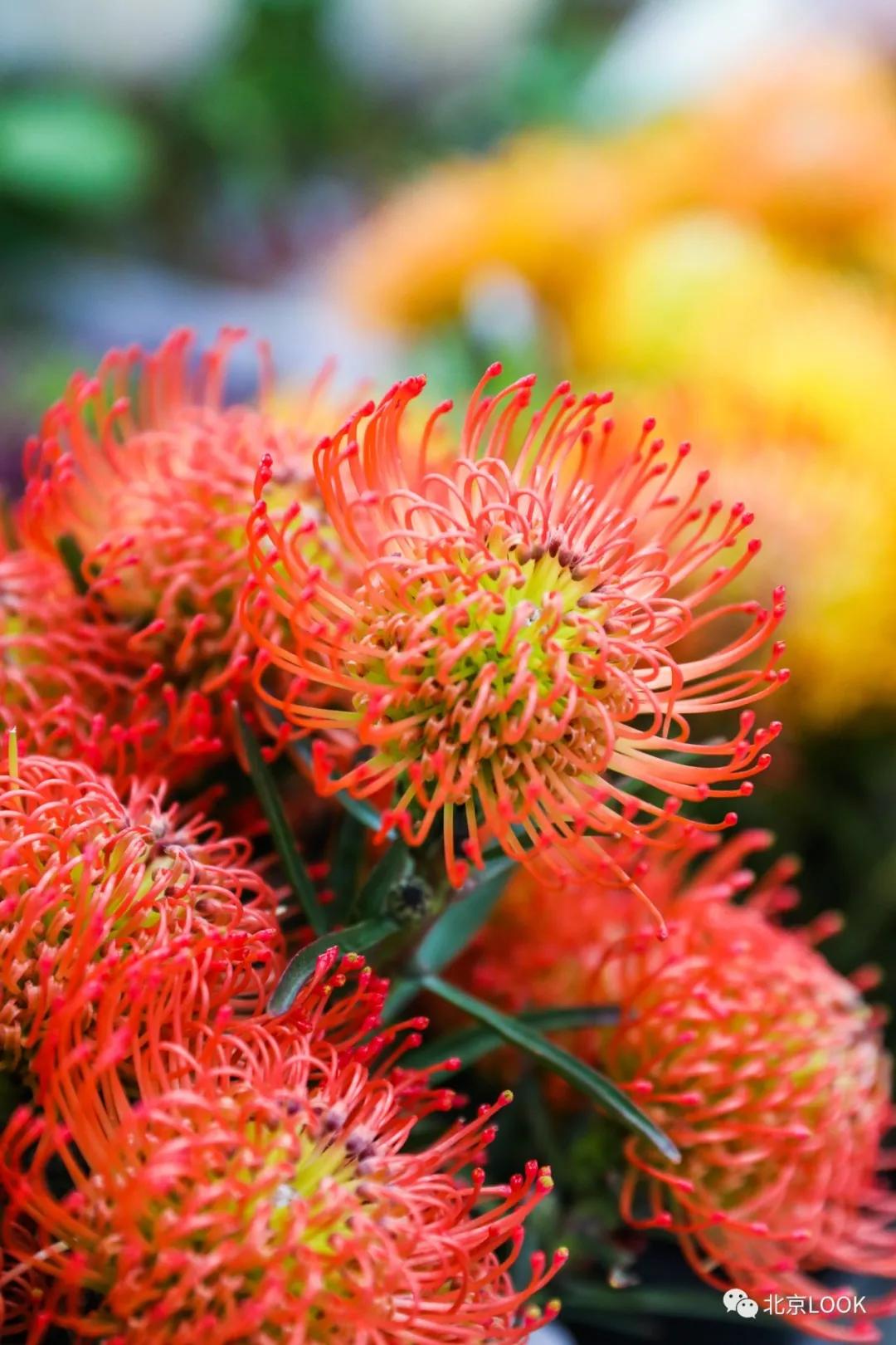 最便宜的北京花市,北京超好逛的花市