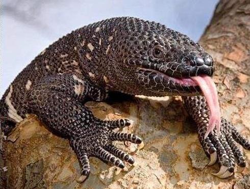 地球最奇特的沙漠,地球上最优越的气候是什么气候