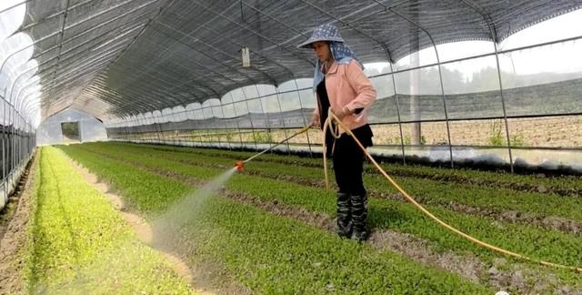 有特色接地气致富快龙岩市长汀县涂坊镇激励性产业扶贫成效明显