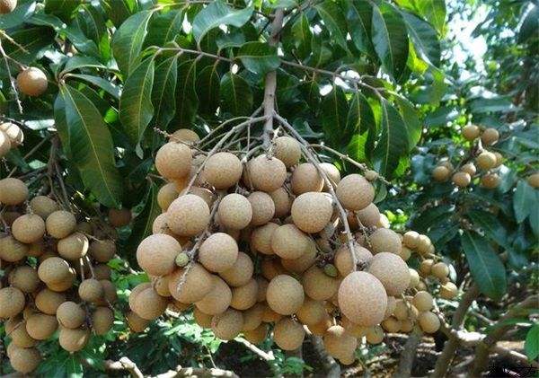 盆栽龙眼能长出果实吗,龙眼直接扔土里面可以种出来吗