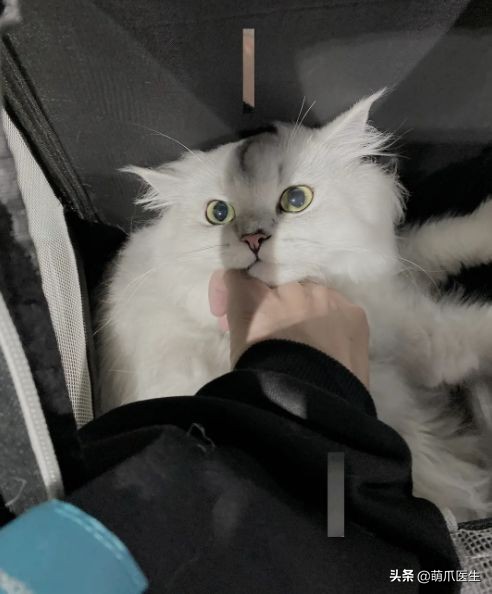 哪个品牌的猫粮把猫吃死了,go猫粮出事后怎么办