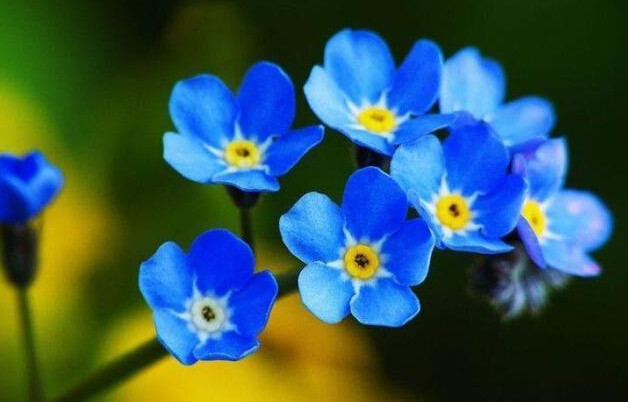 粉色和紫色的植物有哪些,紫色的植物有哪些品种