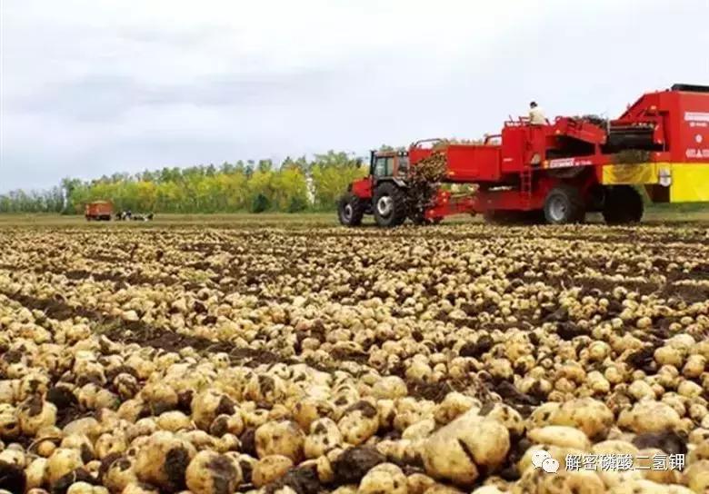磷酸二氢钾在作物成熟期使用配方 (磷酸二氢钾适合哪些农作物怎么用)
