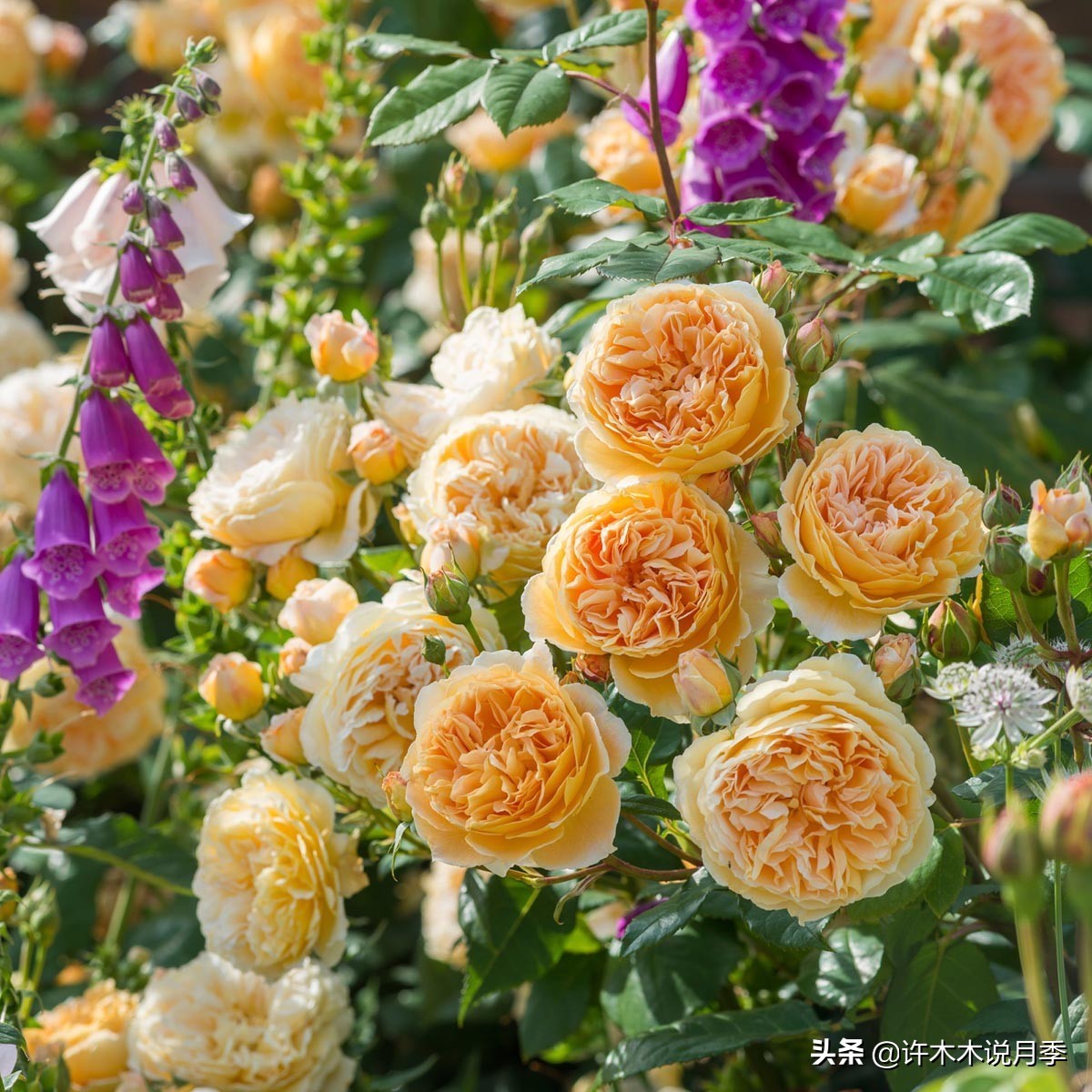 最漂亮10种藤本月季品种,50个经典藤本月季品种推荐