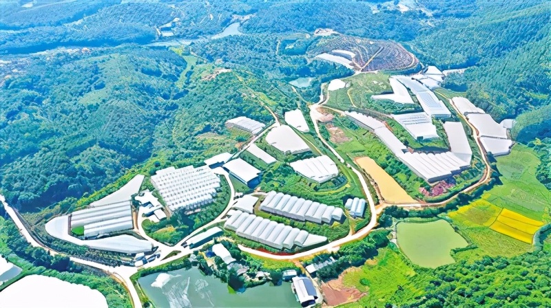 献礼百年华诞|水台镇：昔日“山区镇”今日“湾区镇”