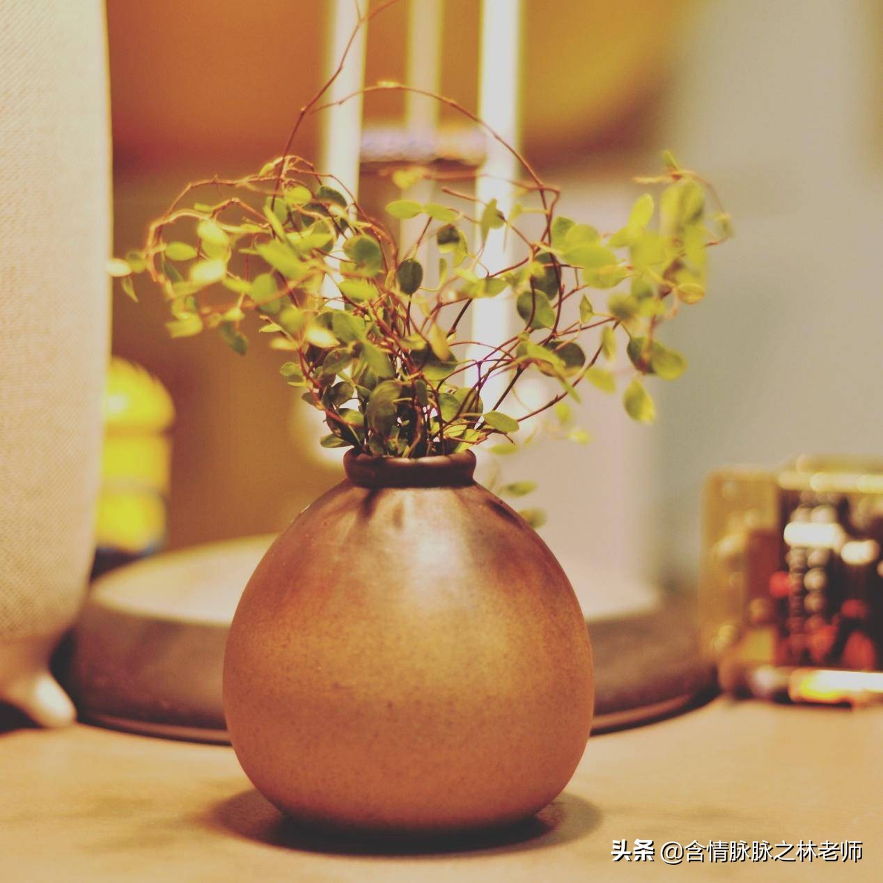 家里植物长得不好有什么说法,家里什么植物都养不好是什么原因