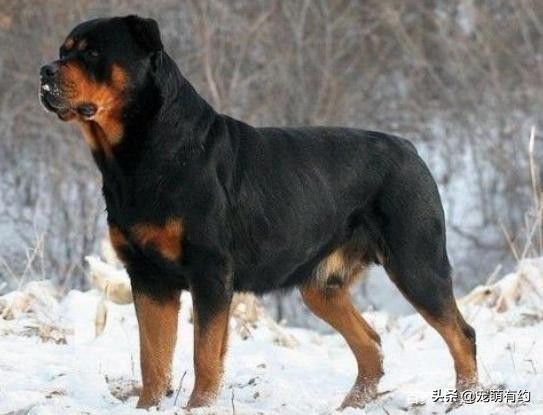 卡斯罗罗威纳霸气视频,卡斯罗跟罗威纳哪个性格比较稳重