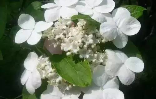 全国56个城市市花一览,56个市的市花