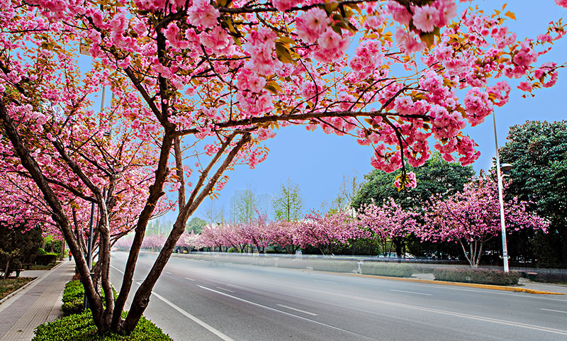 日本的国花是菊花还是樱花,日本国花到底是樱花还是菊花