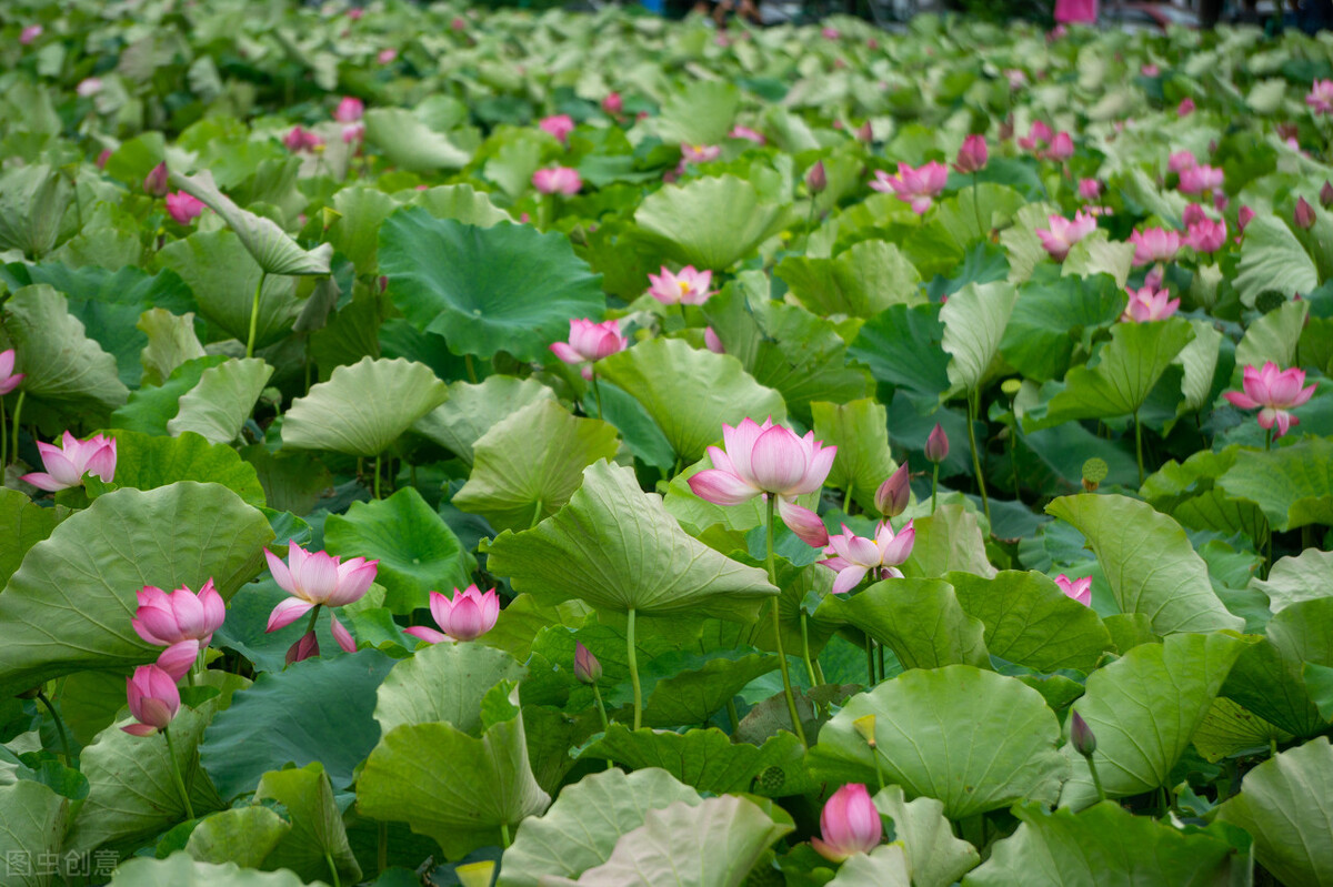 《鬼谷子》系列第二十二章，谋篇（2）