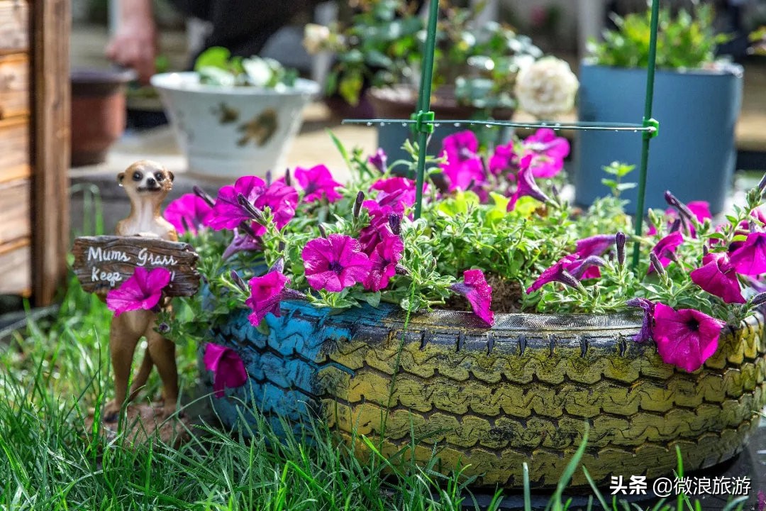 白鹭湾的“选美大赛”，谁是你心中最美的“姑娘”