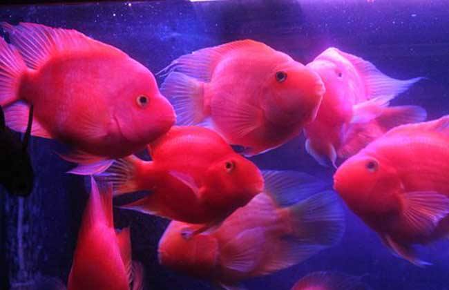 鹦鹉鱼有黑斑怎么回事,鹦鹉鱼出现黑斑怎么回事