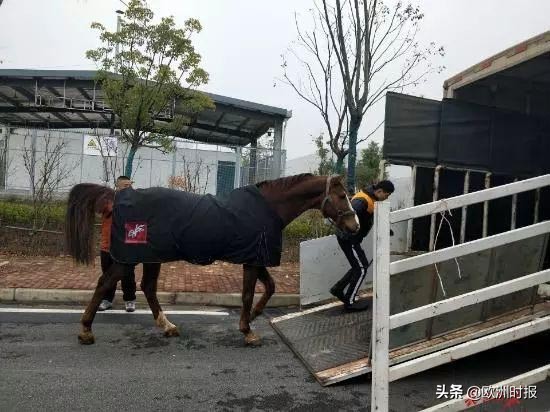 欧洲“白龙马”“啸天犬”亮相军运会，它们在中国待遇有多好？