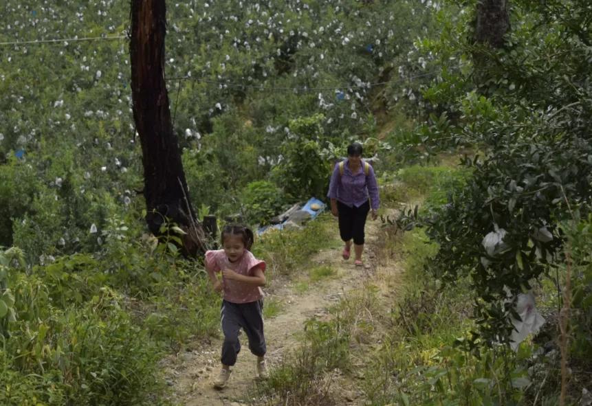 好吃不吐籽的突尼斯软籽石榴来了,被誉为可以吃的雅诗兰黛软籽石榴